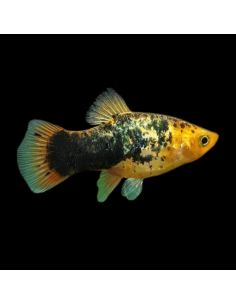 Platy Calico - Xiphophorus maculatus