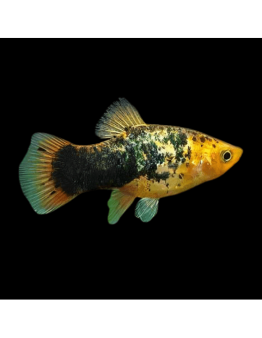 Platy Calico - Xiphophorus maculatus