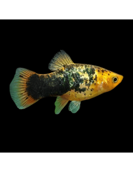 Platy Calico - Xiphophorus maculatus