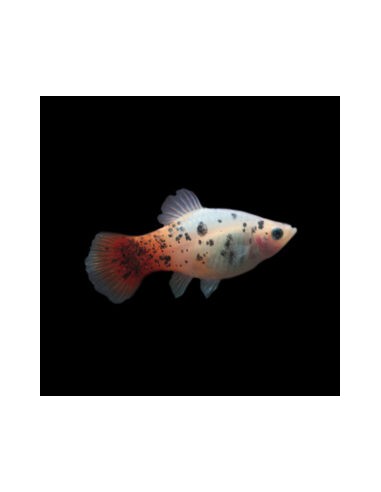Platy Calico - Xiphophorus maculatus