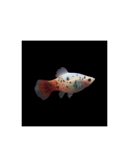 Platy Calico - Xiphophorus maculatus
