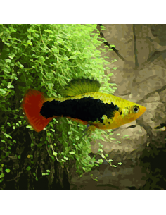 Platy Variatus "Hawai" - Xiphophorus variatus
