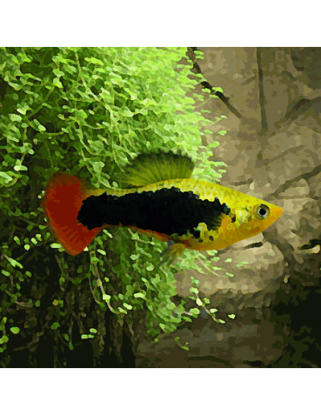 Platy Variatus "Hawai" - Xiphophorus variatus