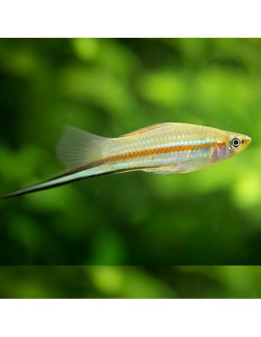 Portaspada verde - Xiphophorus helleri green