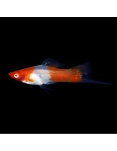 Portaspada Kohaku Santa Claus - Xiphophorus helleri