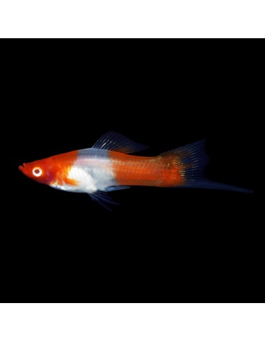 Portaspada Kohaku Santa Claus - Xiphophorus...
