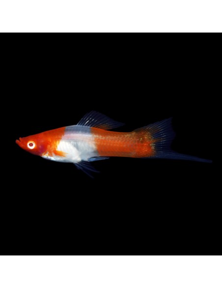 Portaspada Kohaku Santa Claus - Xiphophorus helleri