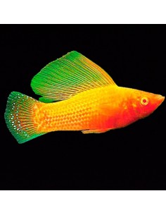 Poecilia Velifera Gold