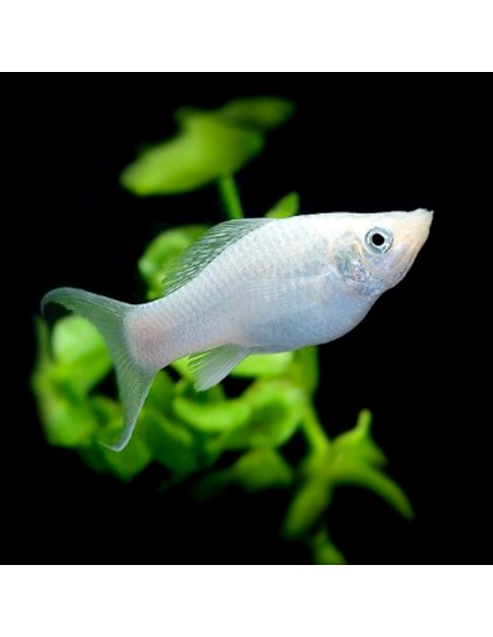Poecilia Velifera Silver