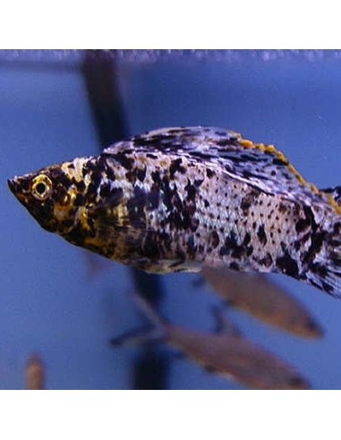 Poecilia Velifera Calico