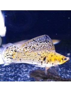 Poecilia Velifera Calico