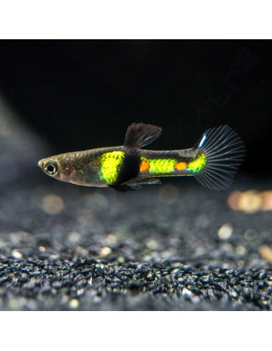 Poecilia Endler  "El tigre" - Poecilia wingei