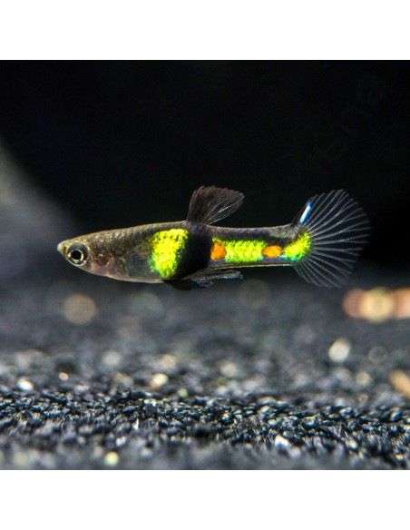 Poecilia Endler  "El tigre" - Poecilia wingei