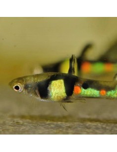 Poecilia Endler  "El tigre" - Poecilia wingei 2