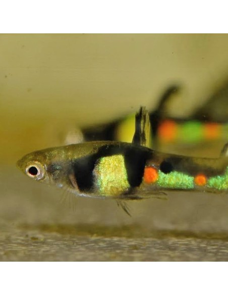 Poecilia Endler  "El tigre" - Poecilia wingei