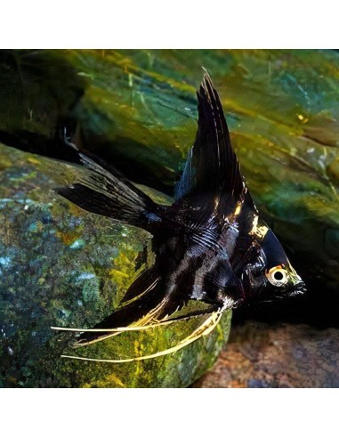 Pterophyllum Scalare Marble