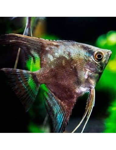 Pterophyllum Scalare California