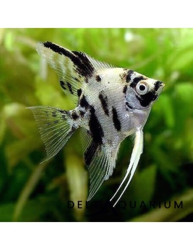 Pterophyllum Scalare Dalmatian