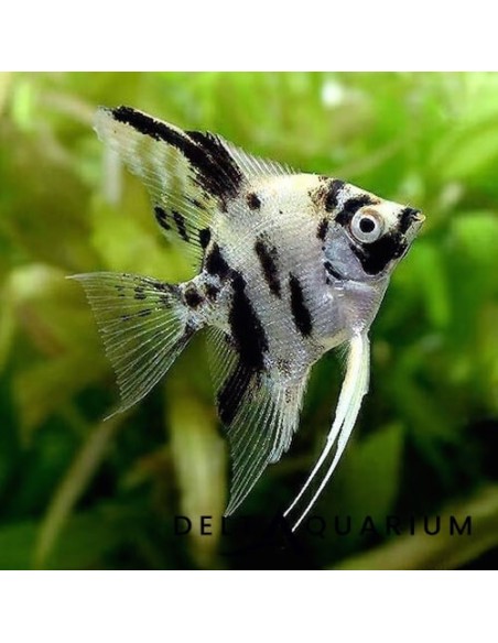 Pterophyllum Scalare Dalmatian