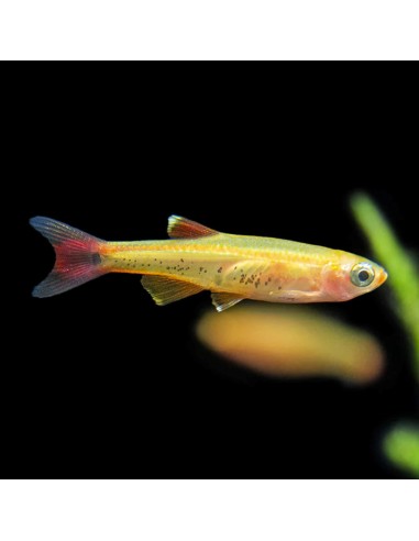 Tanichthys Albonubes Golden white cloud