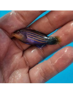 Pseudocheilinus hexataenia