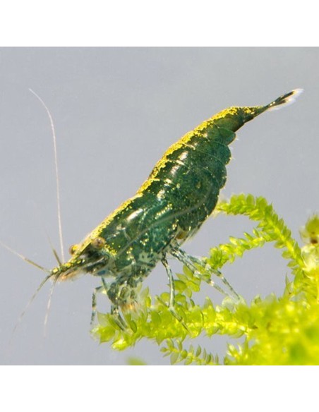 Caridina Green Jade