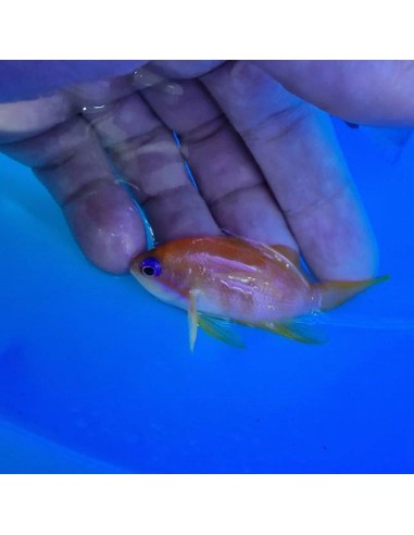 Pseudanthias squamipinnis femmina