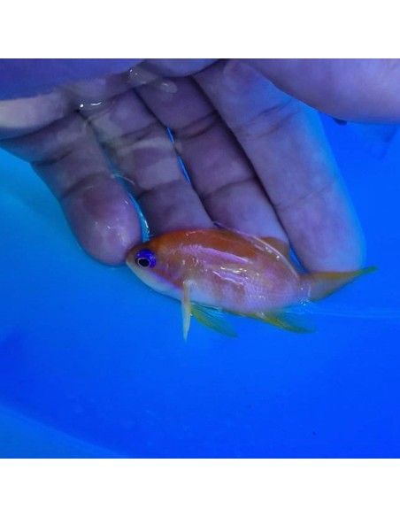Pseudanthias squamipinnis femmina