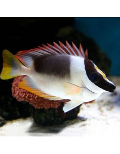 Siganus magnificus