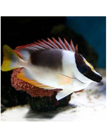 Siganus magnificus