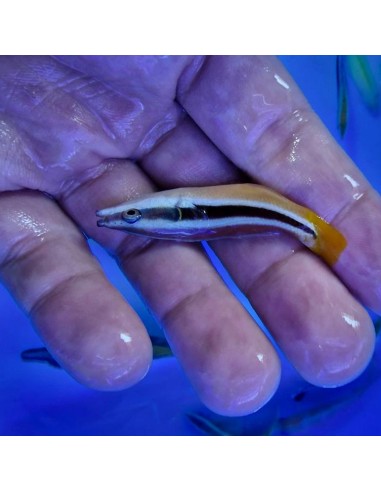 Labroides bicolor