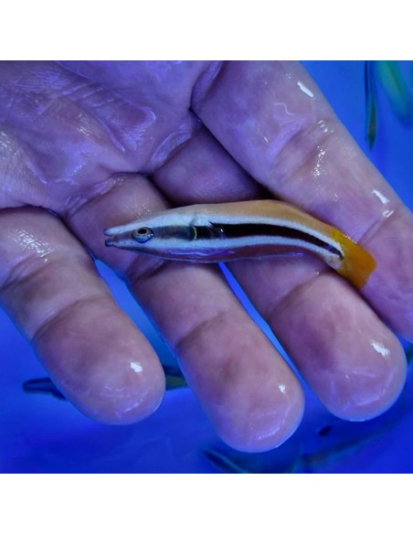 Labroides bicolor