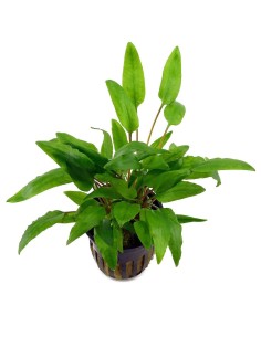 Cryptocoryne wendtii green
