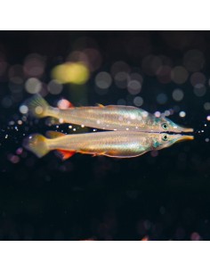 Dermogenys pusillus