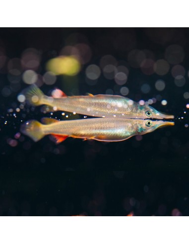 Dermogenys pusillus
