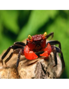 Geosesarma Hagen "Red Devil Crab"