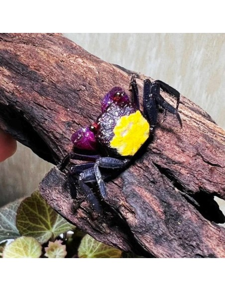 Geosesarma Dennerle "Purple Vampire Crab"