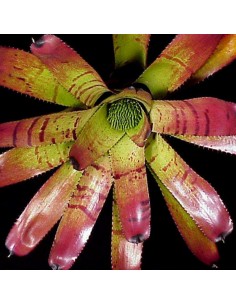 Neoregelia Carcharodon