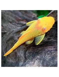 Ancistrus Gold