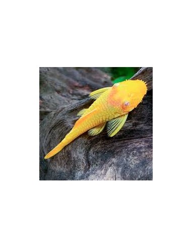 Ancistrus Gold
