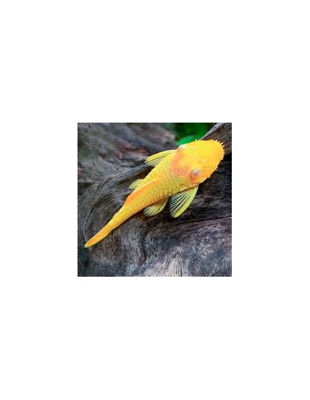 Ancistrus Gold