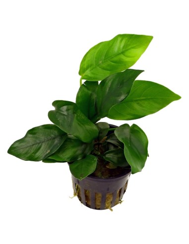 Anubias barteri var Nana