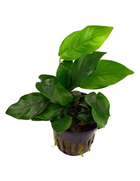 Anubias barteri var Nana