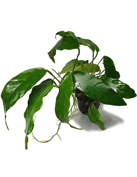 Anubias Species