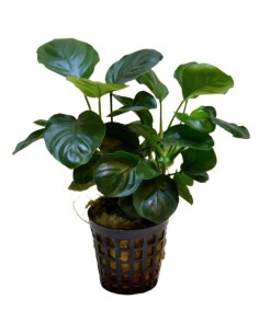 Anubias Nana Coin ("Round Leaf")