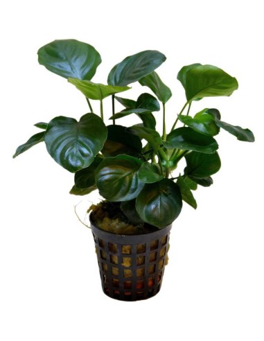 Anubias Nana Coin ("Round Leaf")