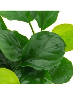 Anubias Nana Coin ("Round Leaf") 2