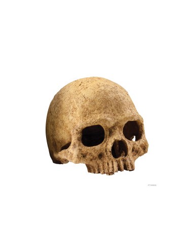 ExoTerra Primate Skull - Teschio di Primate