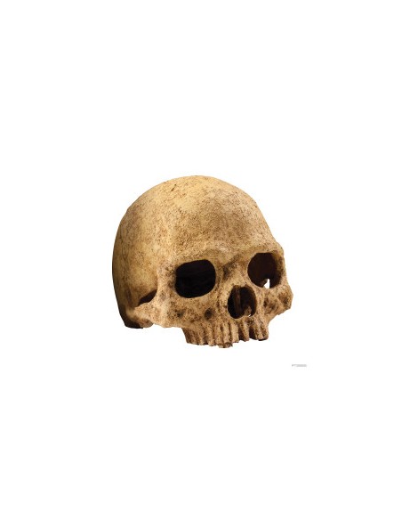 ExoTerra Primate Skull - Teschio di Primate