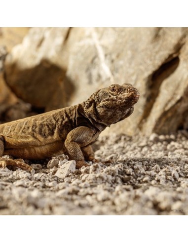ExoTerra Stone Desert Bahariya Black